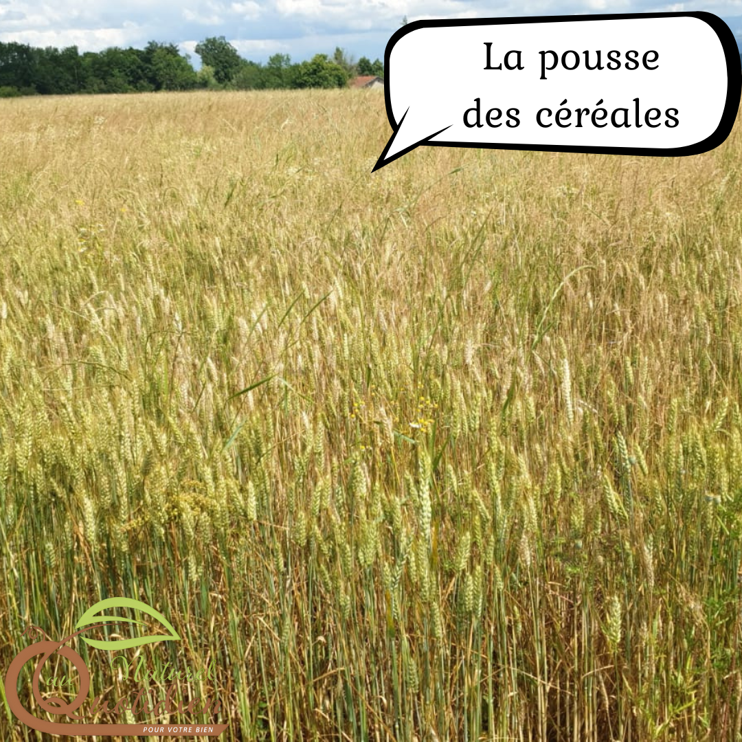 Farine d'orge - talbina – Image 4