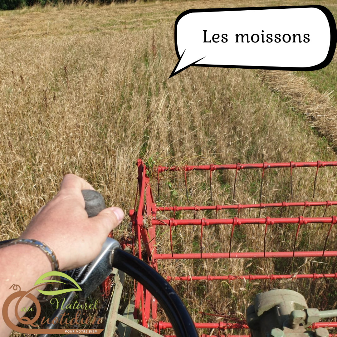 Farine d'orge - talbina – Image 5