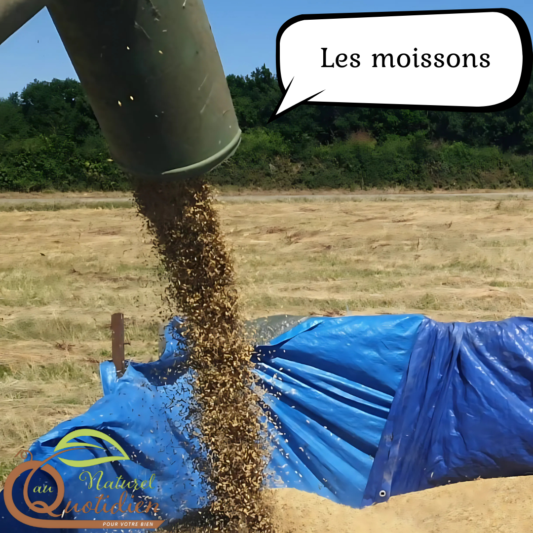 Farine d'orge - talbina – Image 6